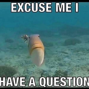 Meet your Posher, Alisa